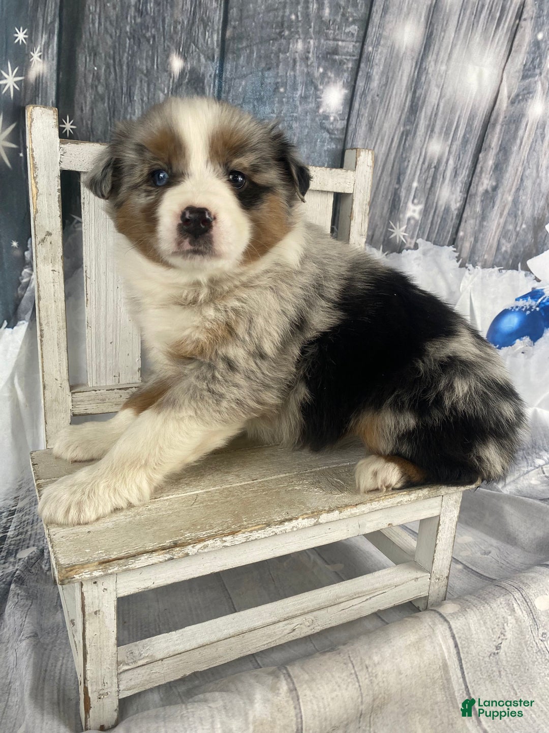 Australian Shepherd dogs for sale: Calla - Ad 11