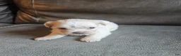 Mixed Breed dogs for sale: Buffy - Ad 3