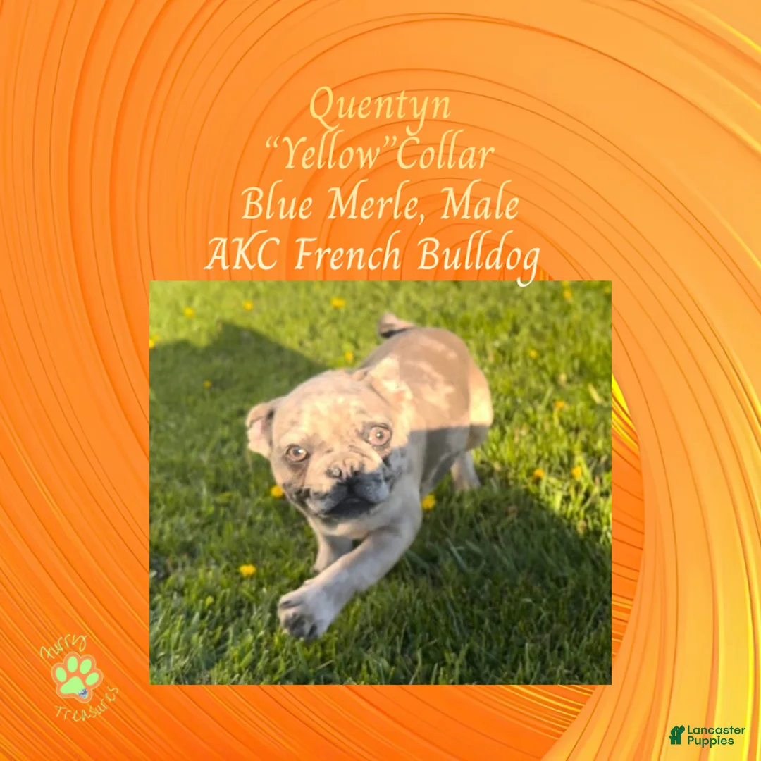 French Bulldog dogs for sale: Quentyn “Yellow” Collar, Male - Ad 2
