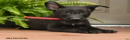Belgian Malinois dogs for sale: Apollo - Ad 2