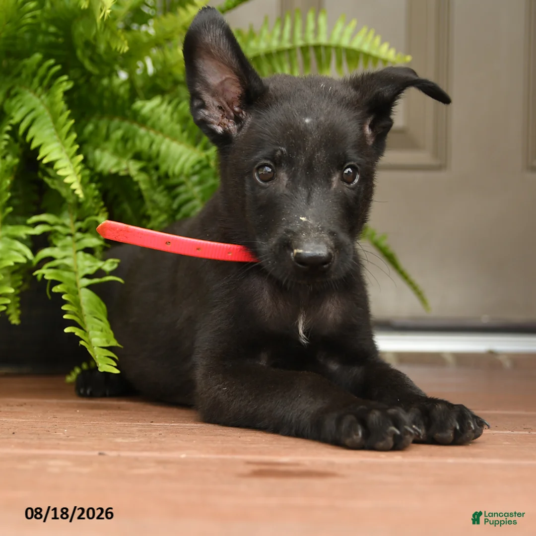 Belgian Malinois dogs for sale: Apollo - Ad 2