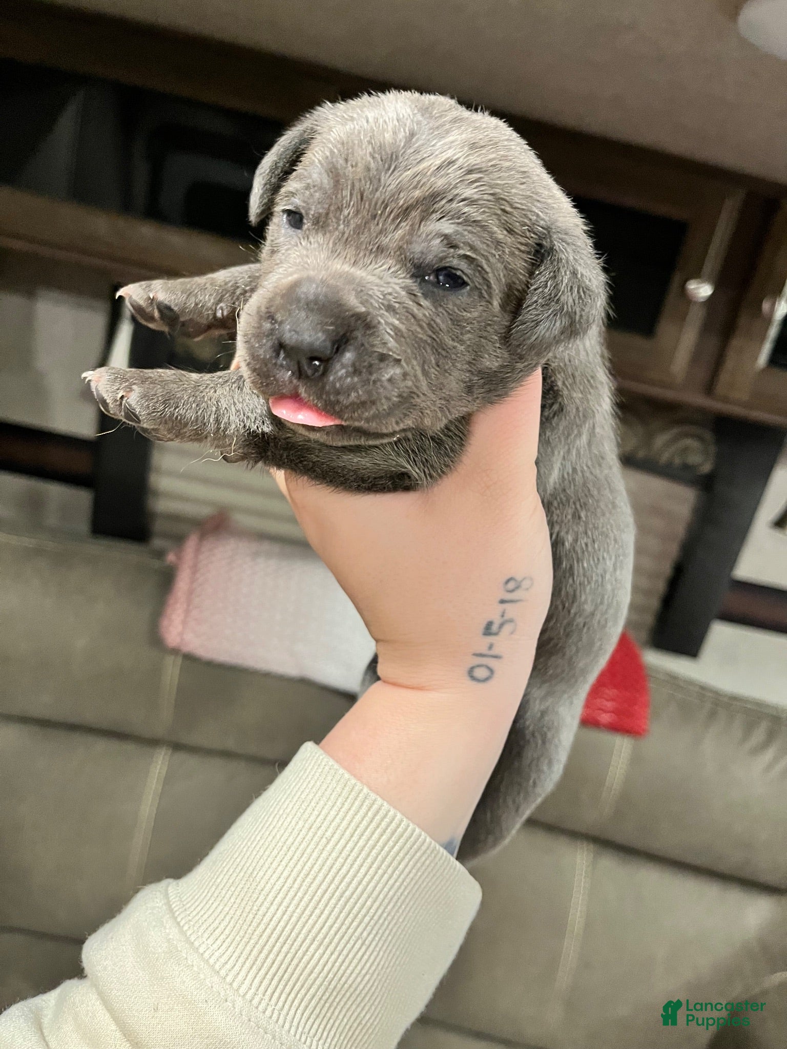 Cane Corso dogs Cane Corso 4 - Ad 2