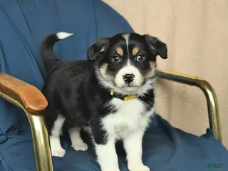 Mixed Breed dogs Rover - Ad 31