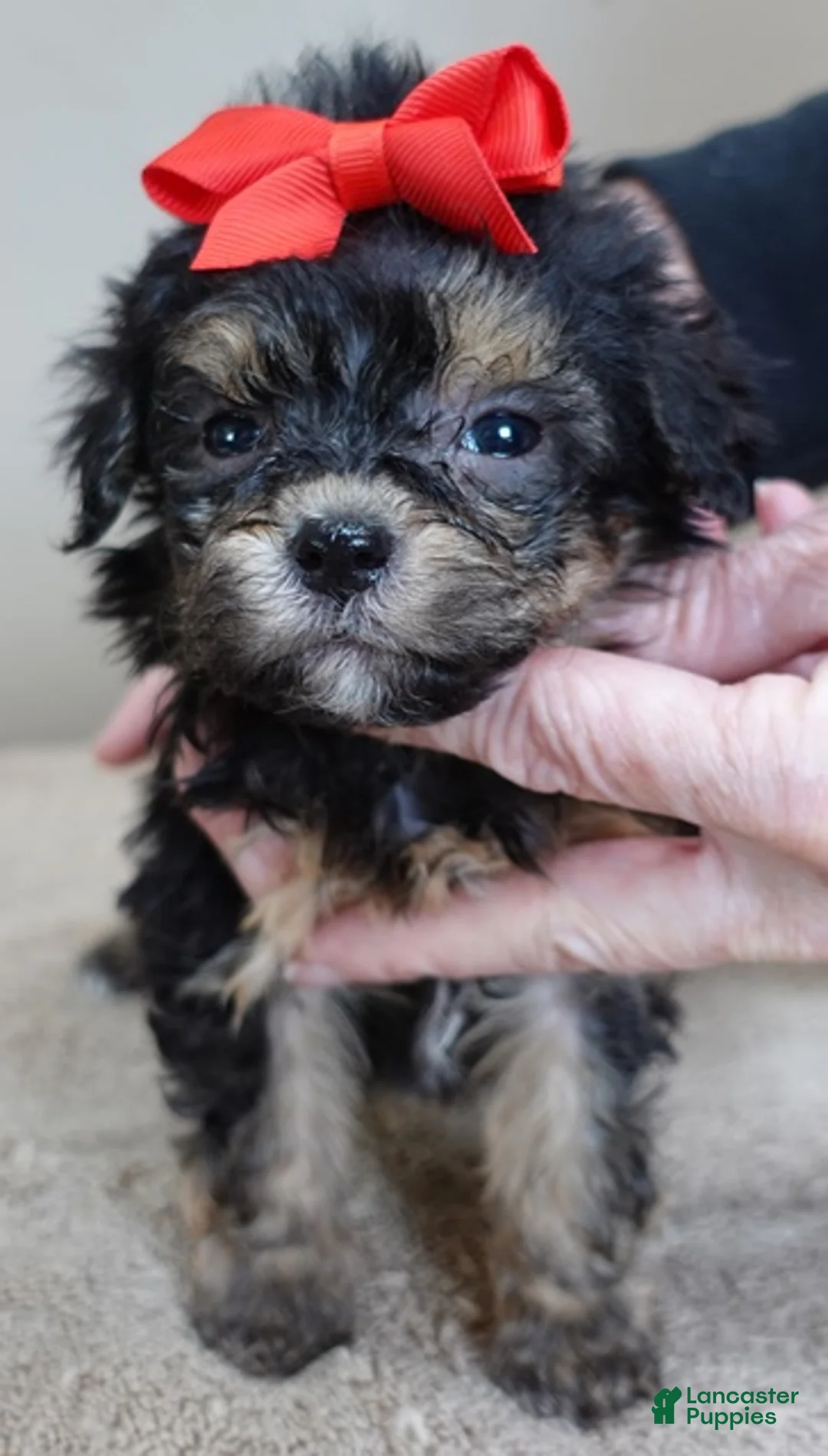 Maltipoo dogs for sale: Zircon - Ad 8
