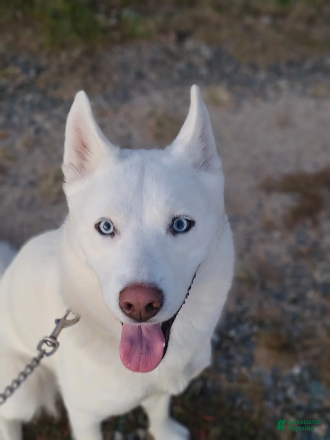 Mixed Breed dogs for sale: Aussie Siberian Puppy 1  - Ad 5