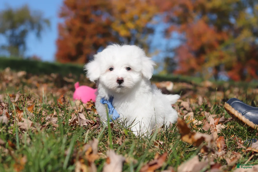 Maltese dogs for sale: Ozzy - Ad 2