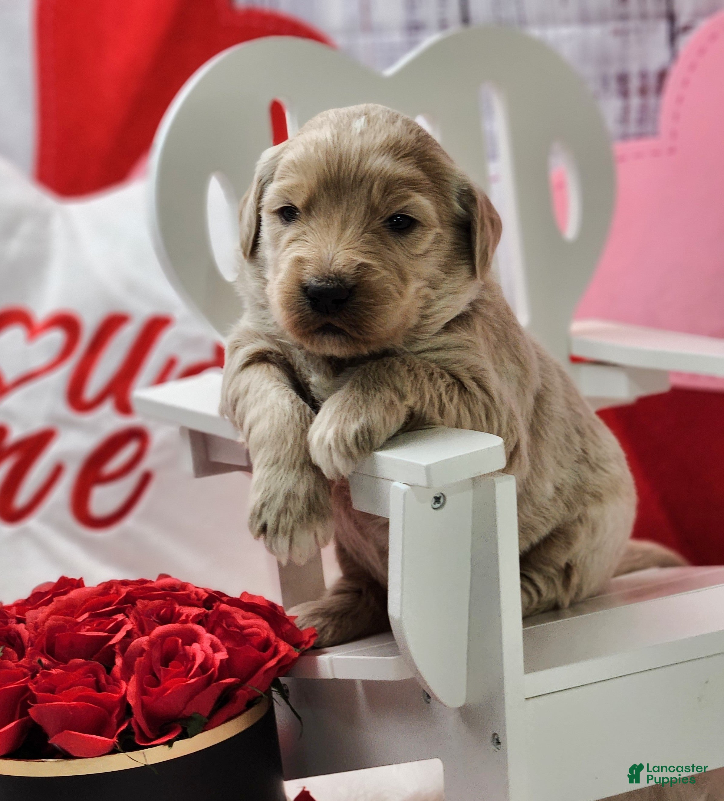 Goldendoodle dogs Zak - Ad 2