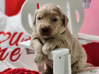 Goldendoodle dogs Zak - Ad 1