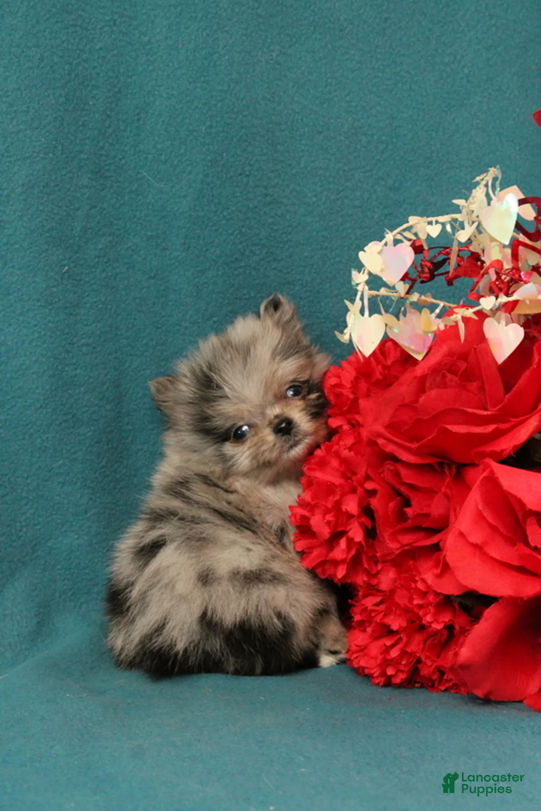 Pomeranian dogs for sale: Tessa - Ad 2