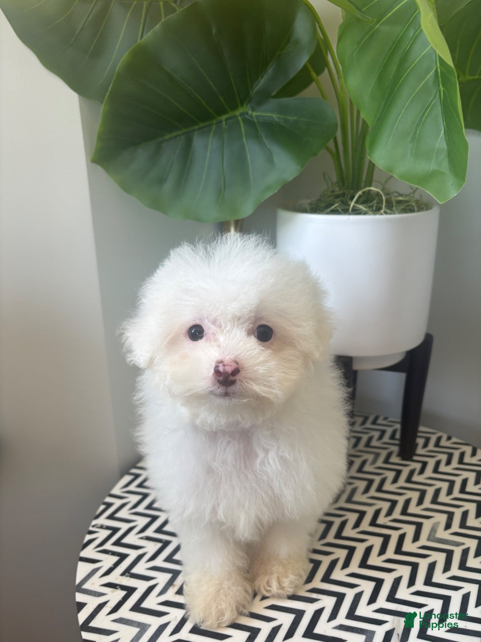 Toy Poodle dogs TEACUP TOY TOYA - Ad 1
