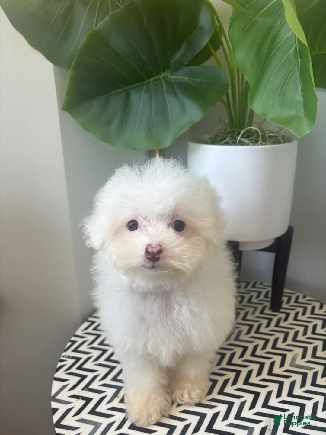 Toy Poodle dogs for sale: TEACUP TOY TOYA - Ad 1