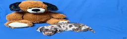 Miniature Dachshund dogs for sale: Chocolate dapple smooth coat male AKC - Ad 6