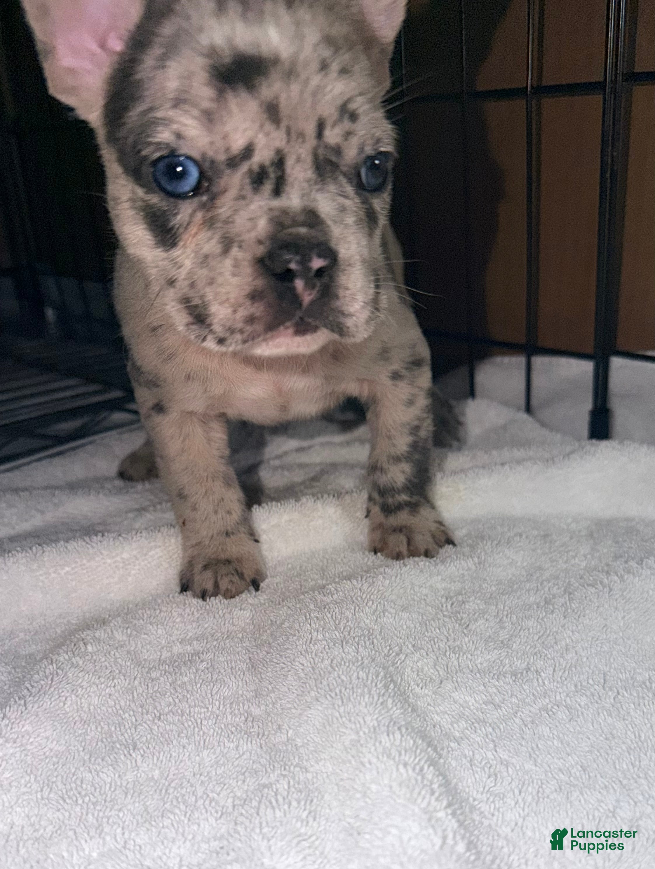 French Bulldog dogs Diesel - Ad 34