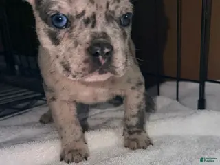 French Bulldog dogs Diesel - Ad 34