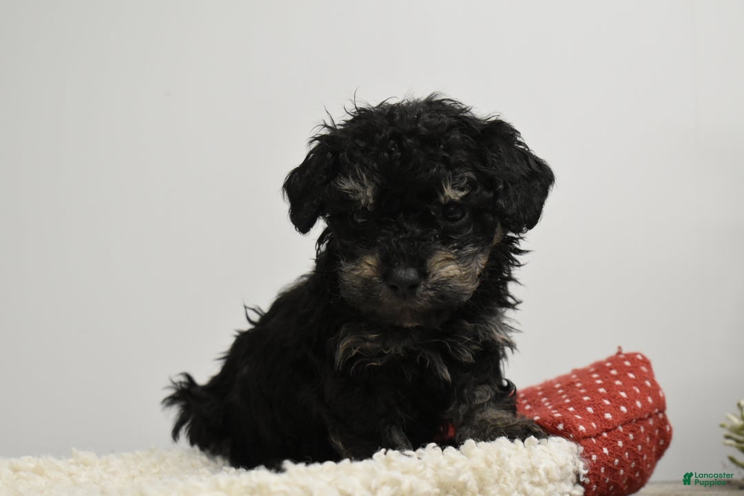 Toy Poodle dogs for sale: Bradley - Ad 2