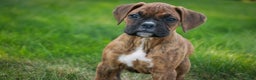 Boxer dogs for sale: Gemma - Ad 6