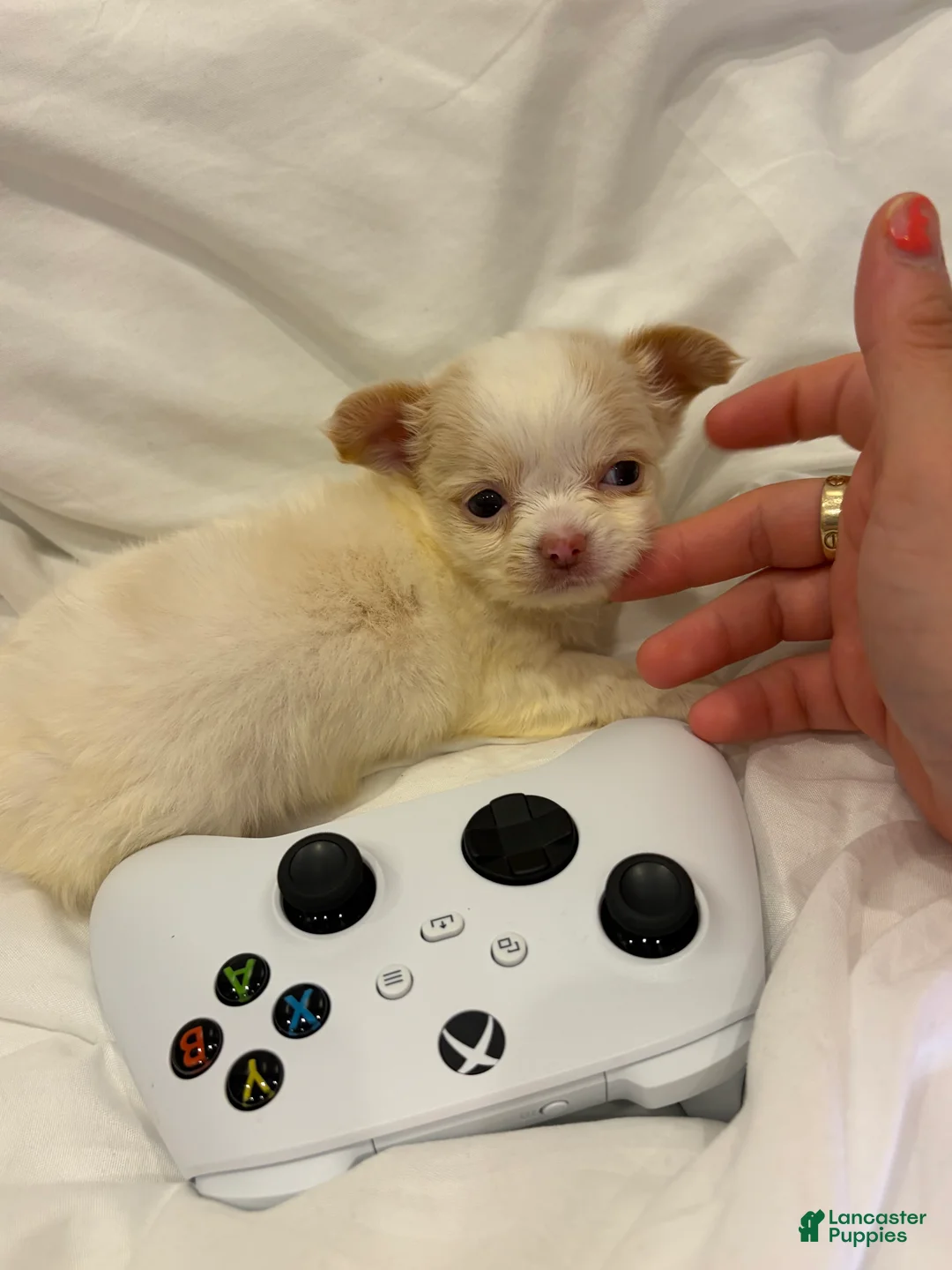 Chihuahua dogs for sale: Tiny apple head long hair charting under 3lbs - Ad 6