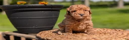 Miniature Poodle dogs for sale: Muna - Ad 4