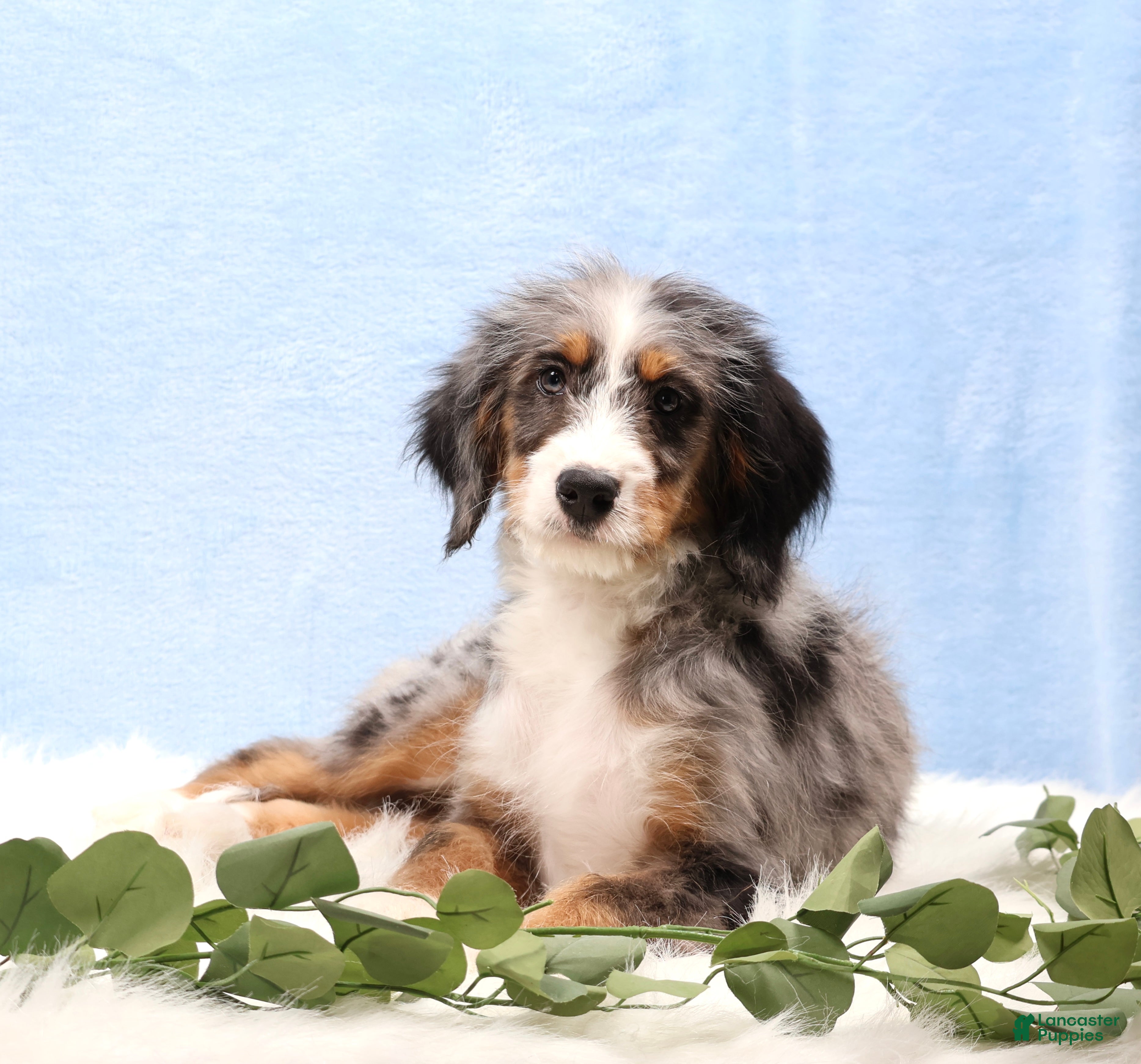 Mini Bernedoodle dogs Bingo - Ad 2