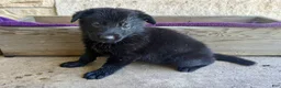 German Shepherd dogs for sale: Gwen - Ad 4