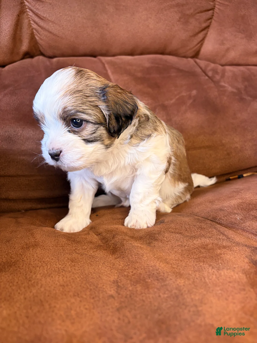 Mixed Breed dogs for sale: Teddy - Ad 2