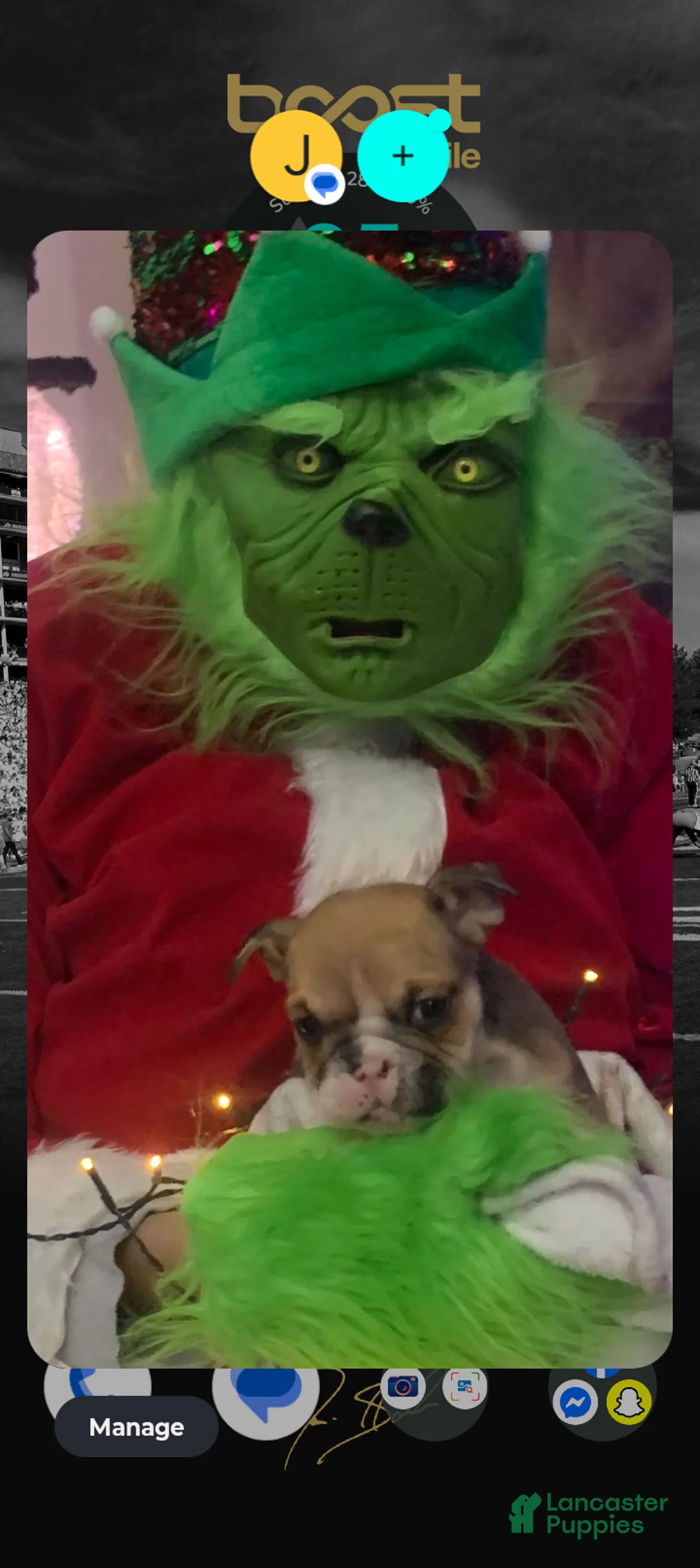 English Bulldog dogs for sale: Peanut  - Ad 2