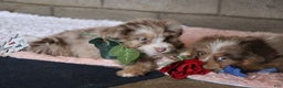 Mixed Breed dogs for sale: Poppy  - Ad 7