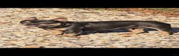 French Bulldog dogs for sale: Eve - Ad 3