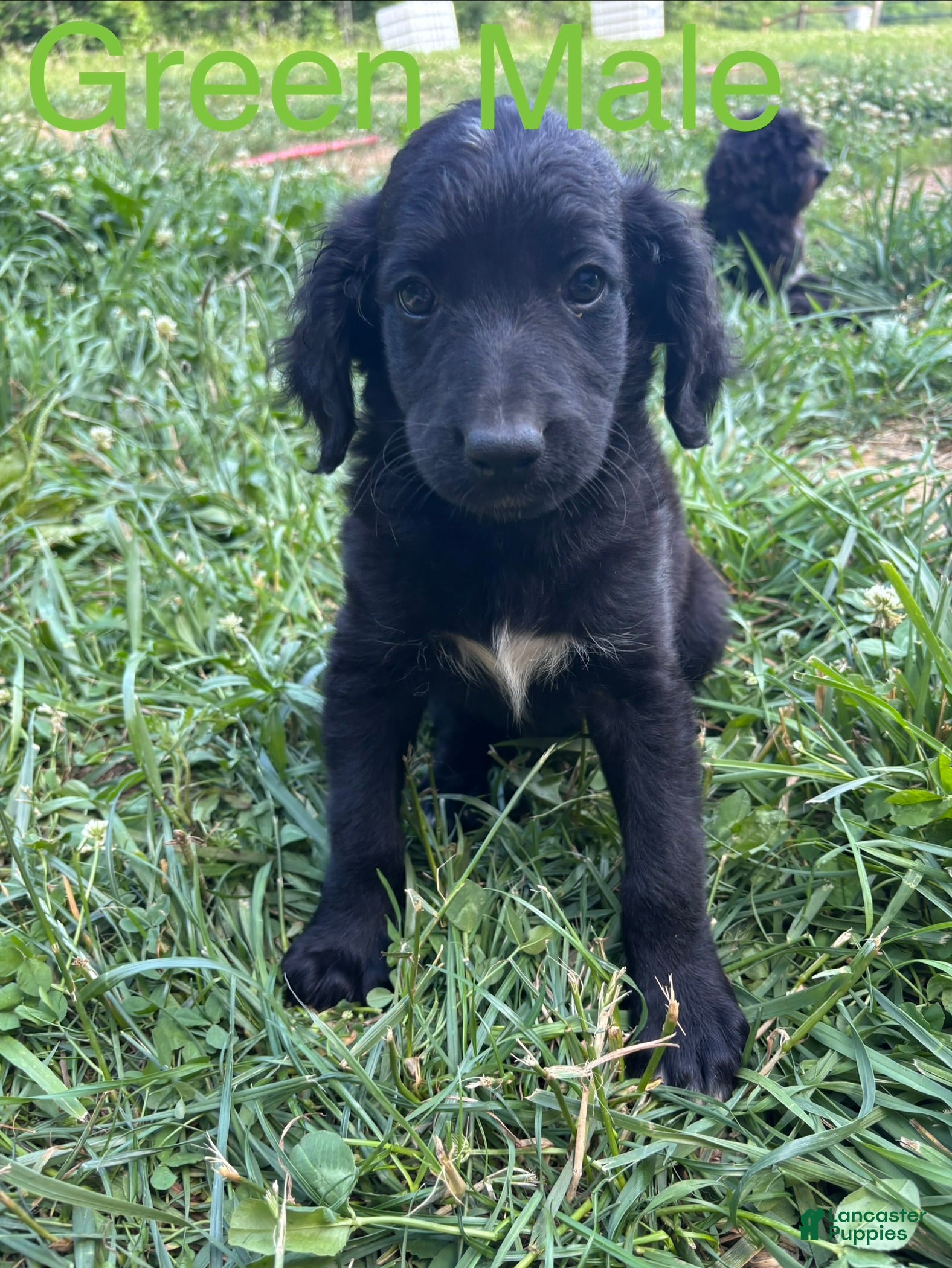 Bernedoodle dogs Bernedoodle Puppy 3 - Ad 1