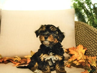 Yorkiepoo dogs - Ad 1