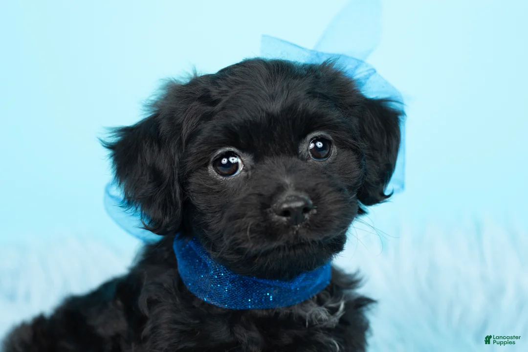 Shihpoo dogs for sale: Baby Yoda - Ad 10