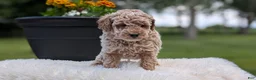 Miniature Poodle dogs for sale: Roscoe - Ad 8