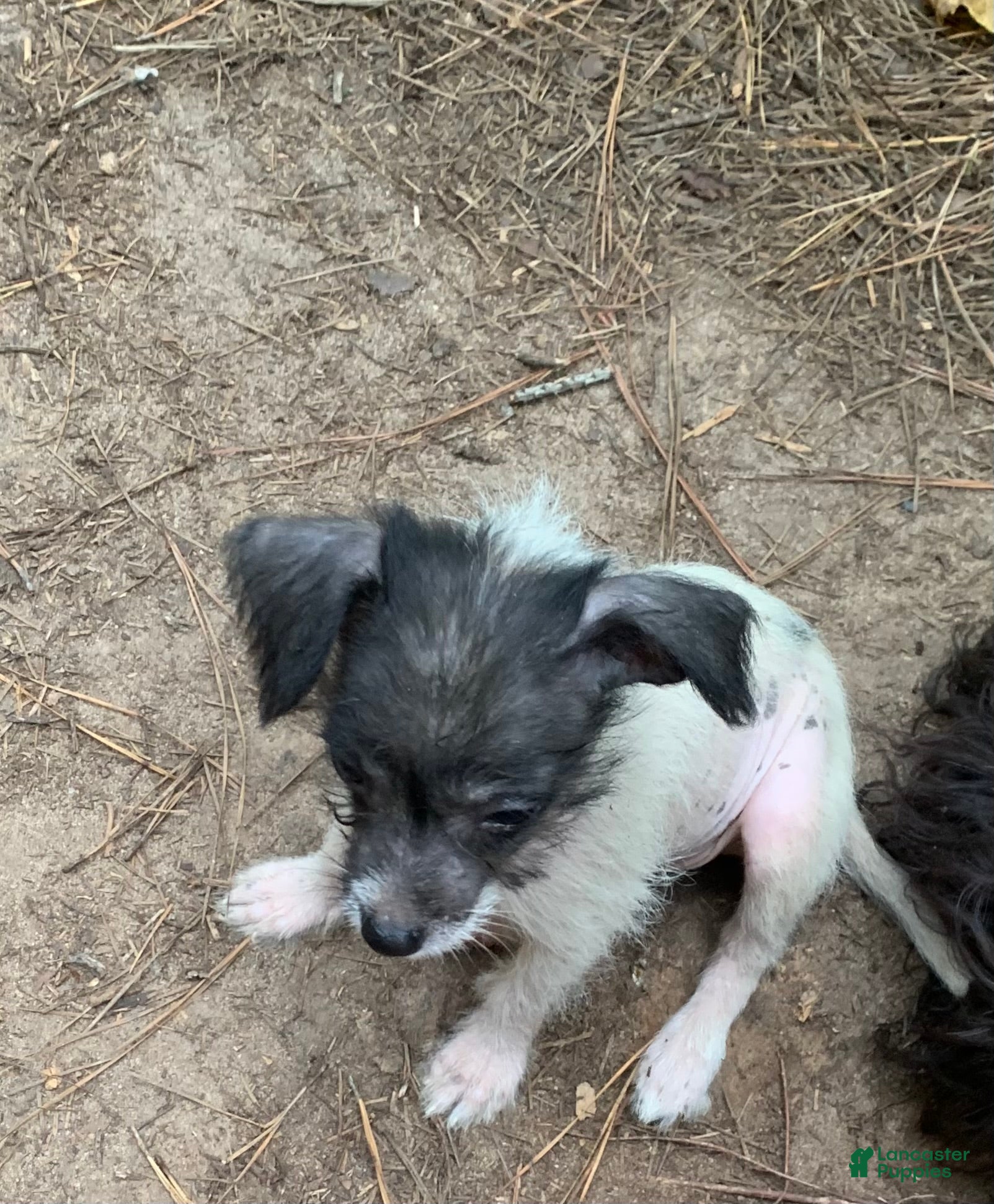 Chinese Crested dogs for sale: Chinese Crested 2 - Ad 1