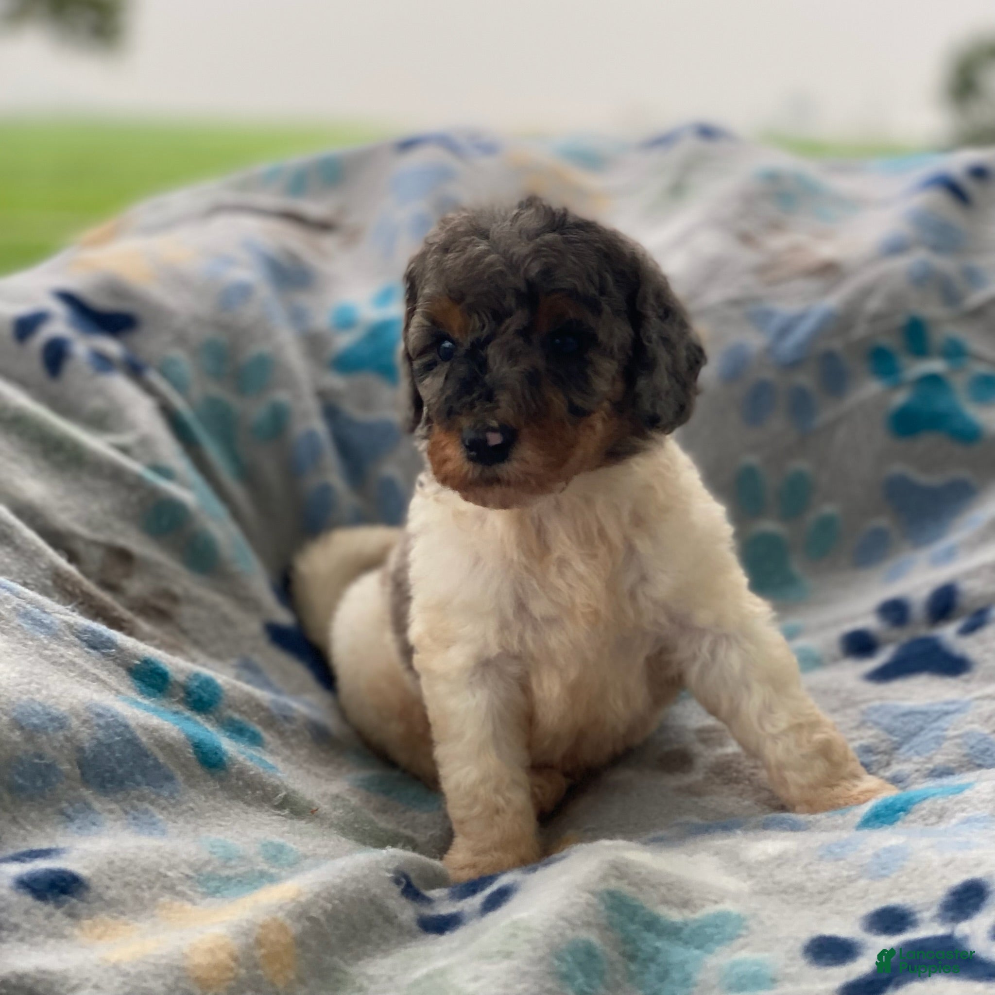 Standard Poodle dogs Steel - Ad 26