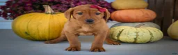 Labrador Retriever dogs for sale: NOAH - Ad 20