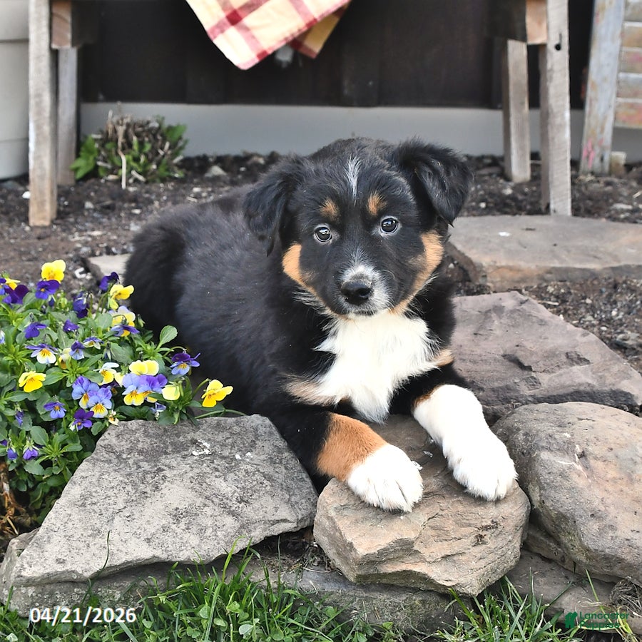 Australian Shepherd dogs Blake - Ad 1