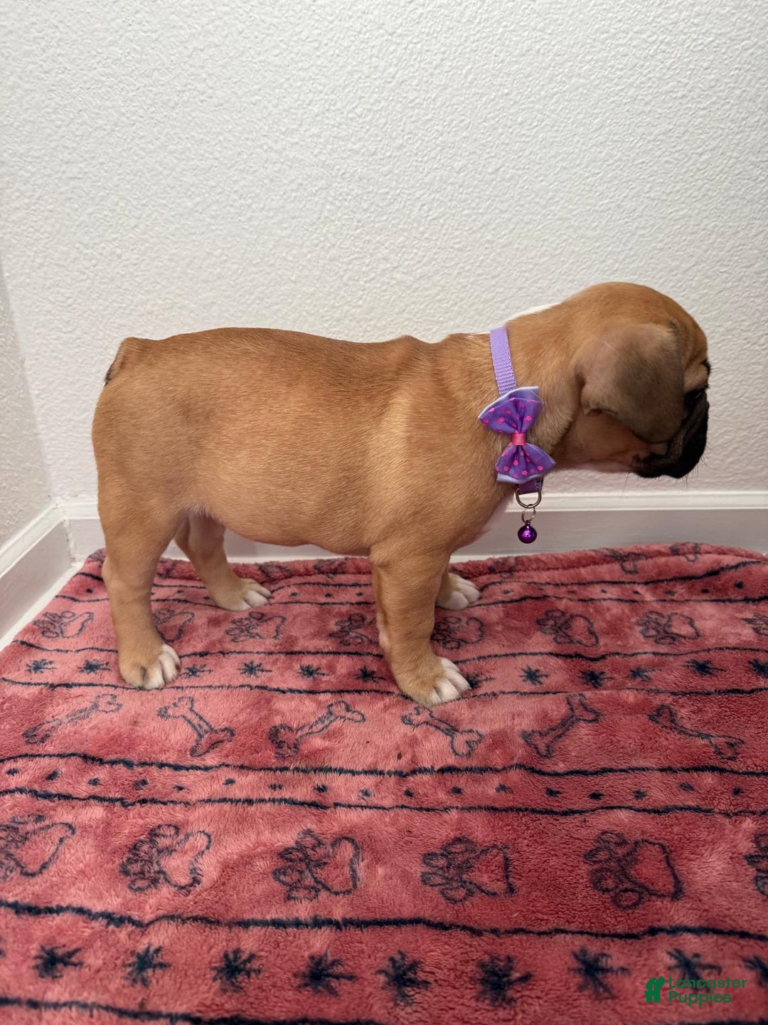 French Bulldog dogs for sale: Bom Bom - Ad 3