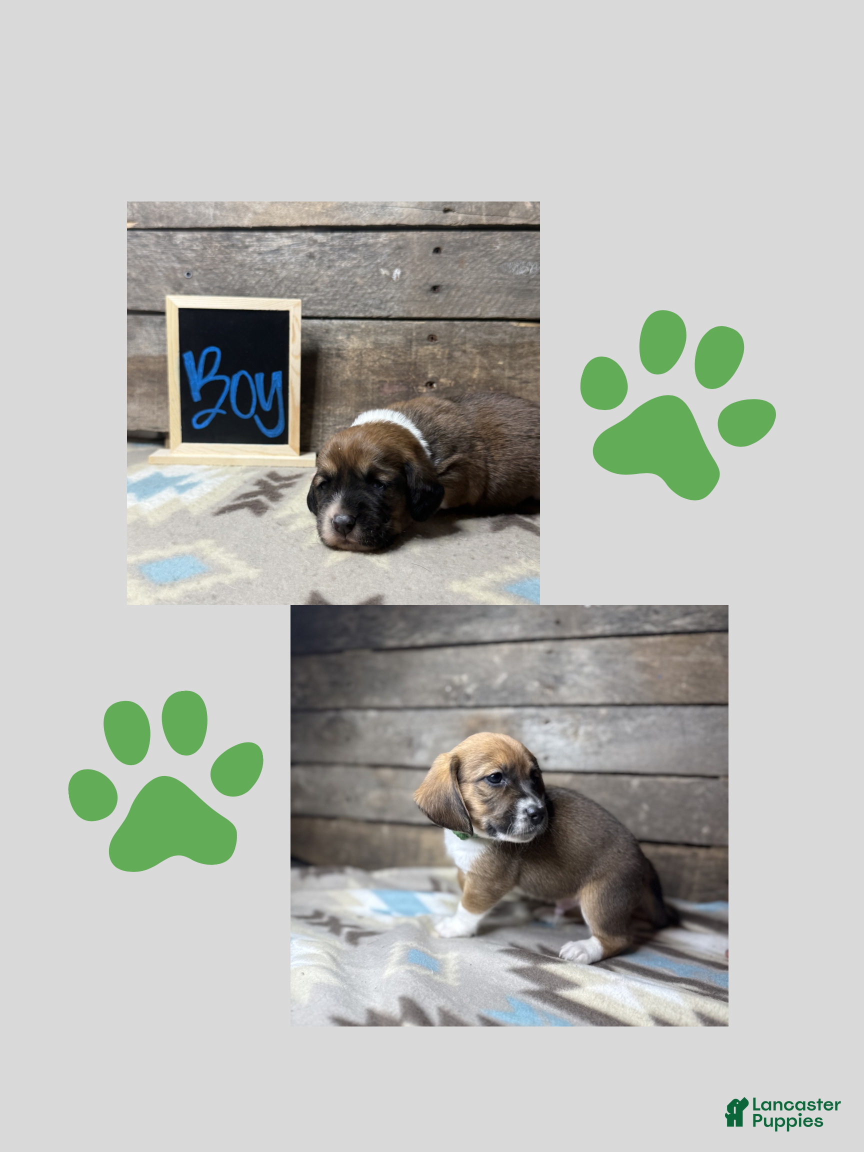 Mixed Breed dogs Mixed Breed Puppy 2 - Ad 41