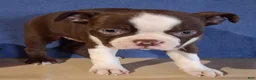 Boston Terrier dogs for sale: Isla - Ad 4