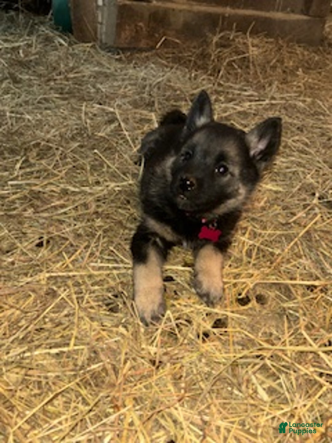 Norwegian Elkhound dogs for sale: Little Miss Pink - Ad 2