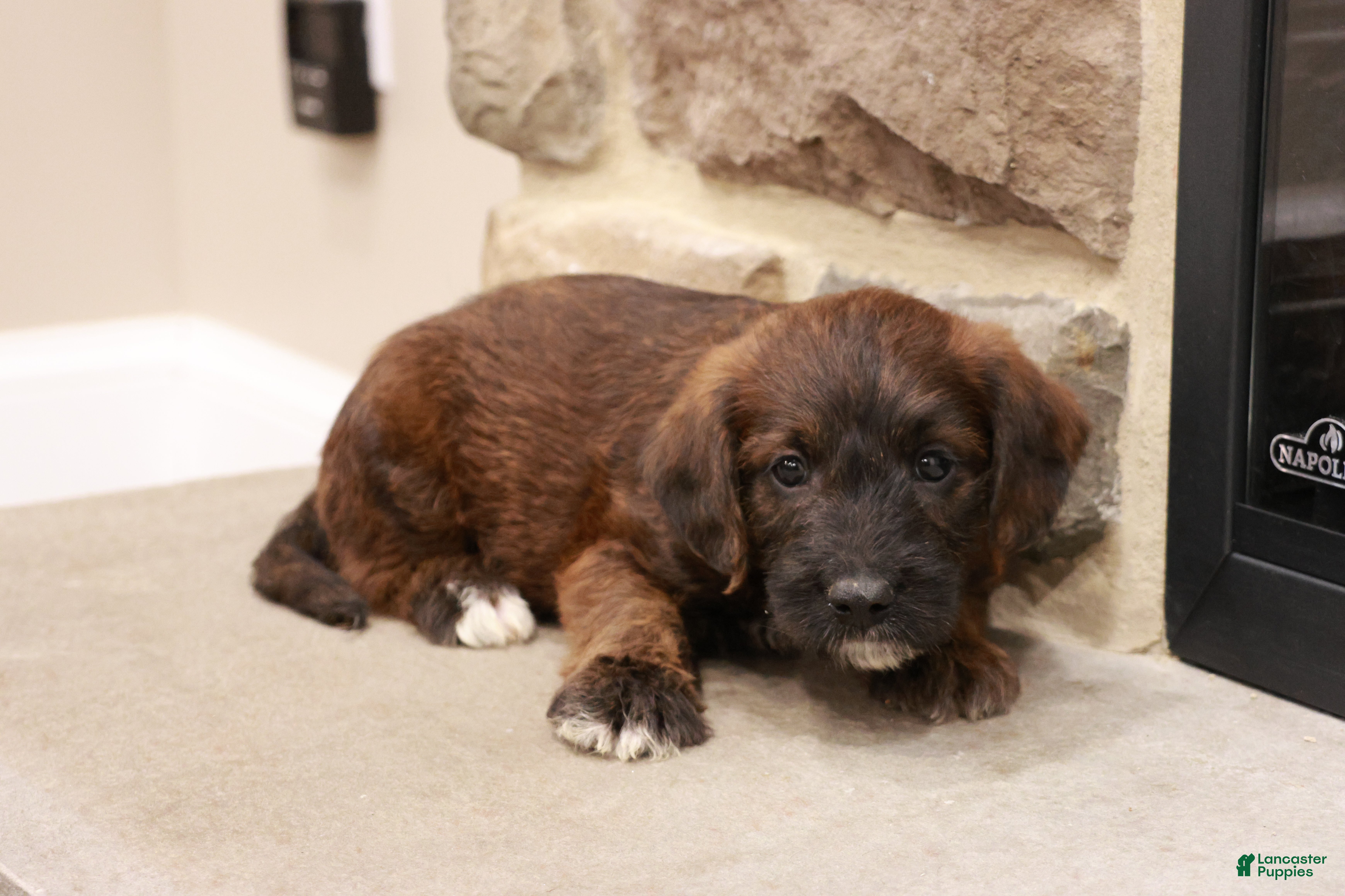 Jackapoo dogs for sale: Jeff - Ad 1