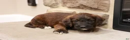 Jackapoo dogs for sale: Jeff - Ad 1