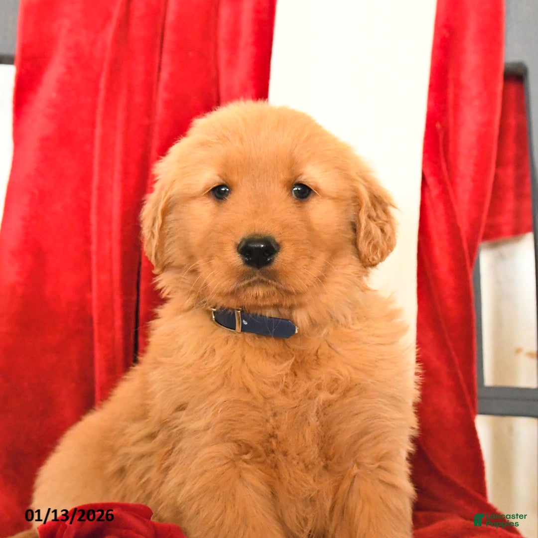 Golden Retriever dogs for sale: Jeff - Ad 3