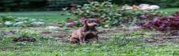 Doberman Pinscher dogs for sale: REACHEL - Ad 4