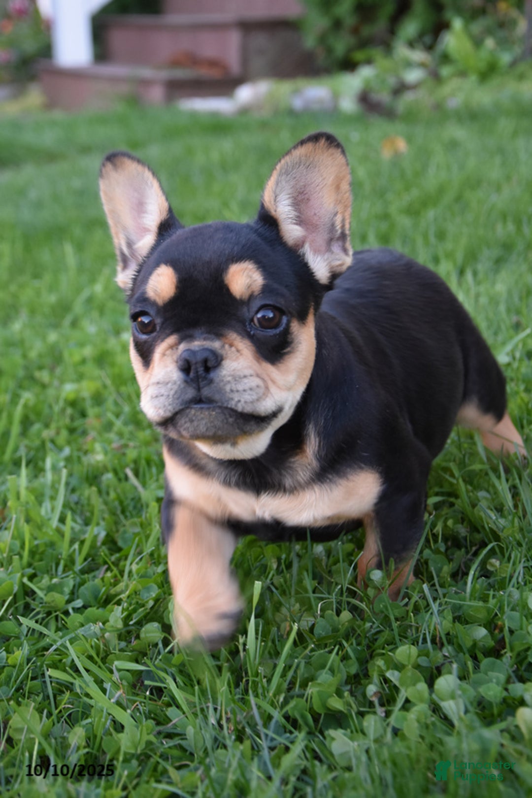 French Bulldog dogs for sale: Kay - Ad 2