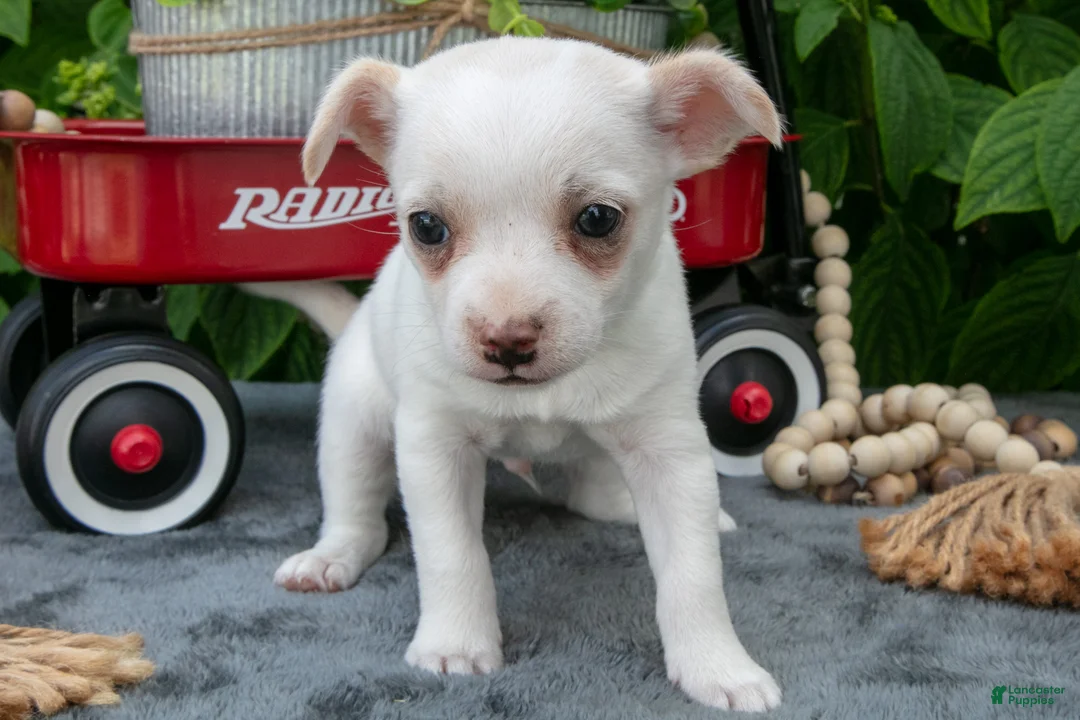 Chihuahua dogs for sale: Toffee - Ad 3