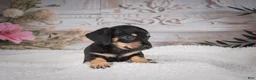 Miniature Dachshund dogs for sale: AKC-Milly - Ad 8
