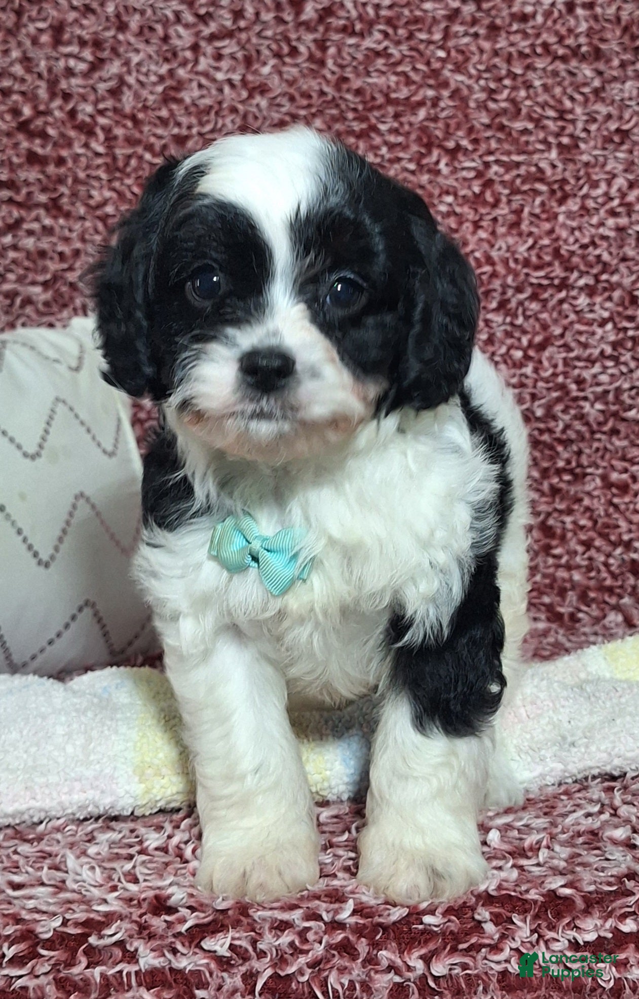 Cavapoo dogs for sale: Cooper - Ad 2