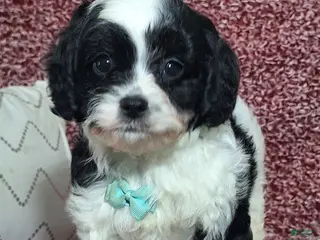 Cavapoo dogs Cooper - Ad 6