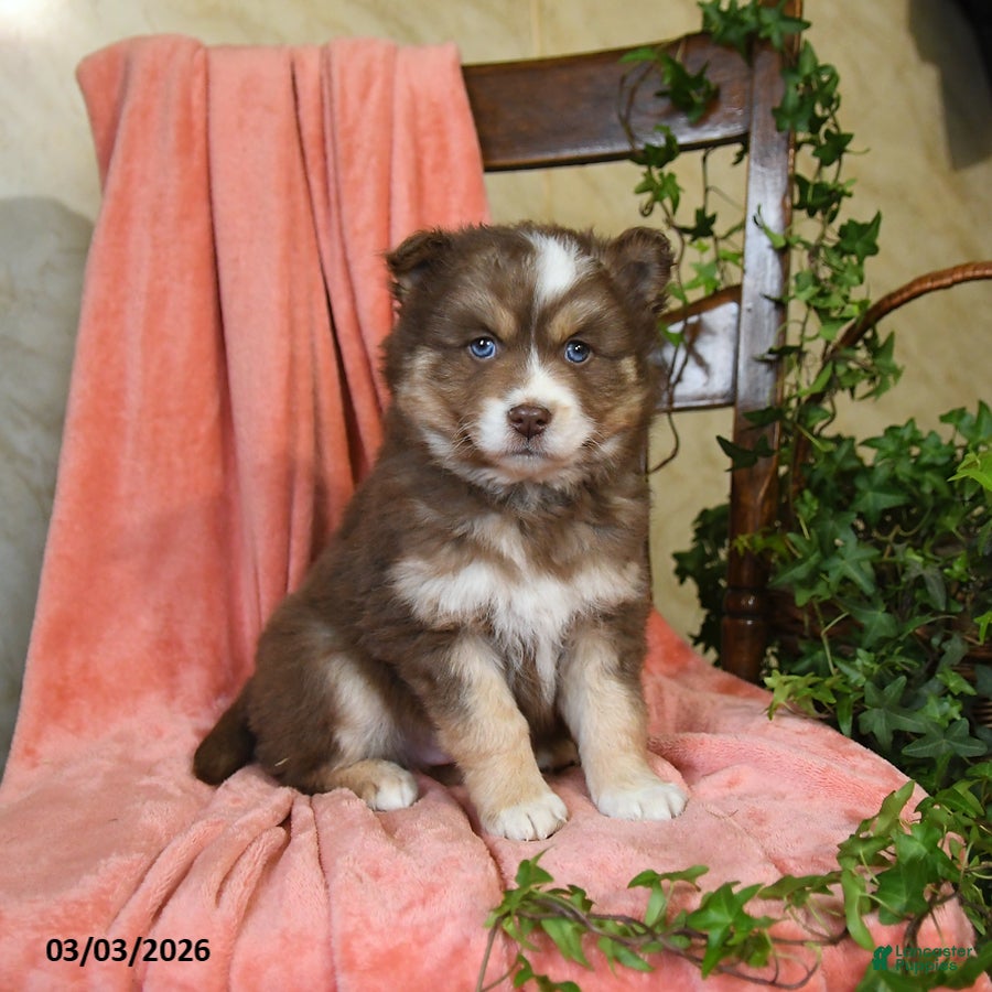 Pomsky dogs Silver - Ad 1
